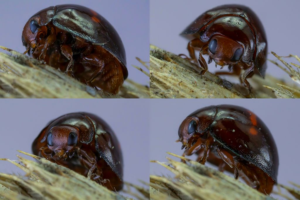 Coccinellidae - Chilocorus bipustulatus